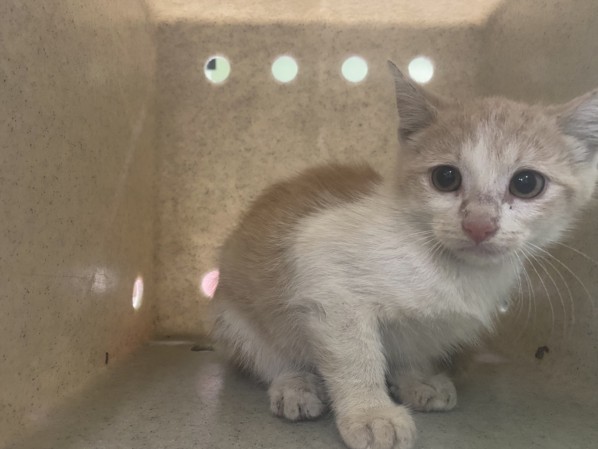 Shelter Stray Male Cat last seen , 1850 W 60th St, Los Angeles, CA 90047, USA