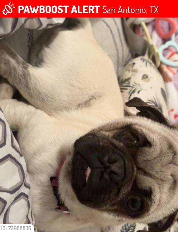 Lost Male Dog last seen Near w hausman road , San Antonio, TX 78249