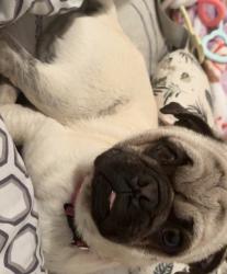 Lost Male Dog last seen Near w hausman road , San Antonio, TX 78249