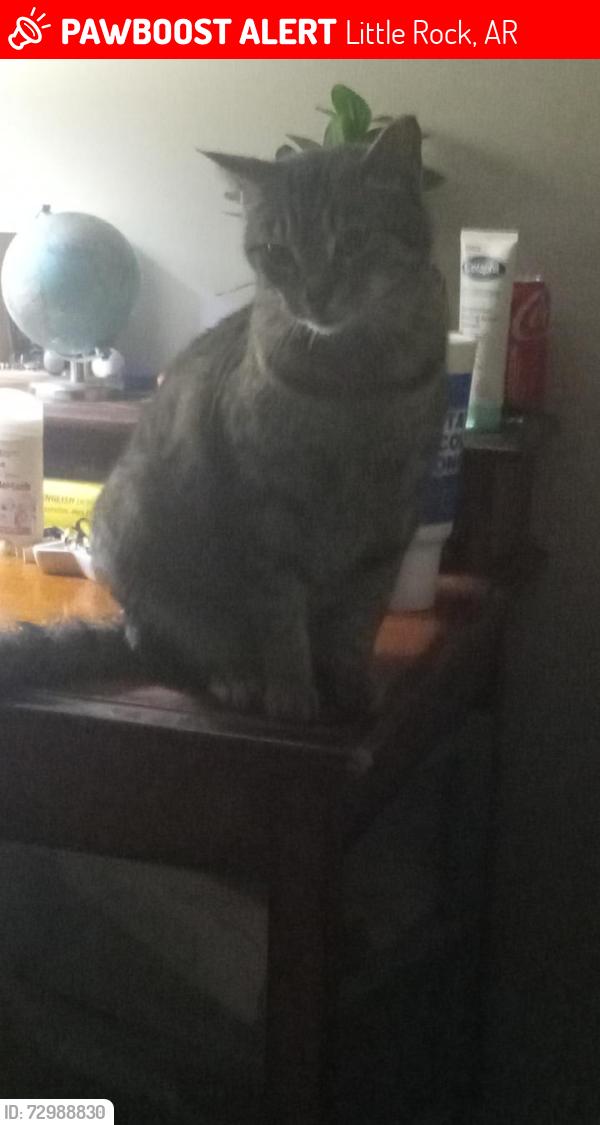 Lost Female Cat last seen Baseline is the nearest cross-street, but we're right by Shackleford and Stagecoach., Little Rock, AR 72204