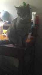Lost Female Cat last seen Baseline is the nearest cross-street, but we're right by Shackleford and Stagecoach., Little Rock, AR 72204