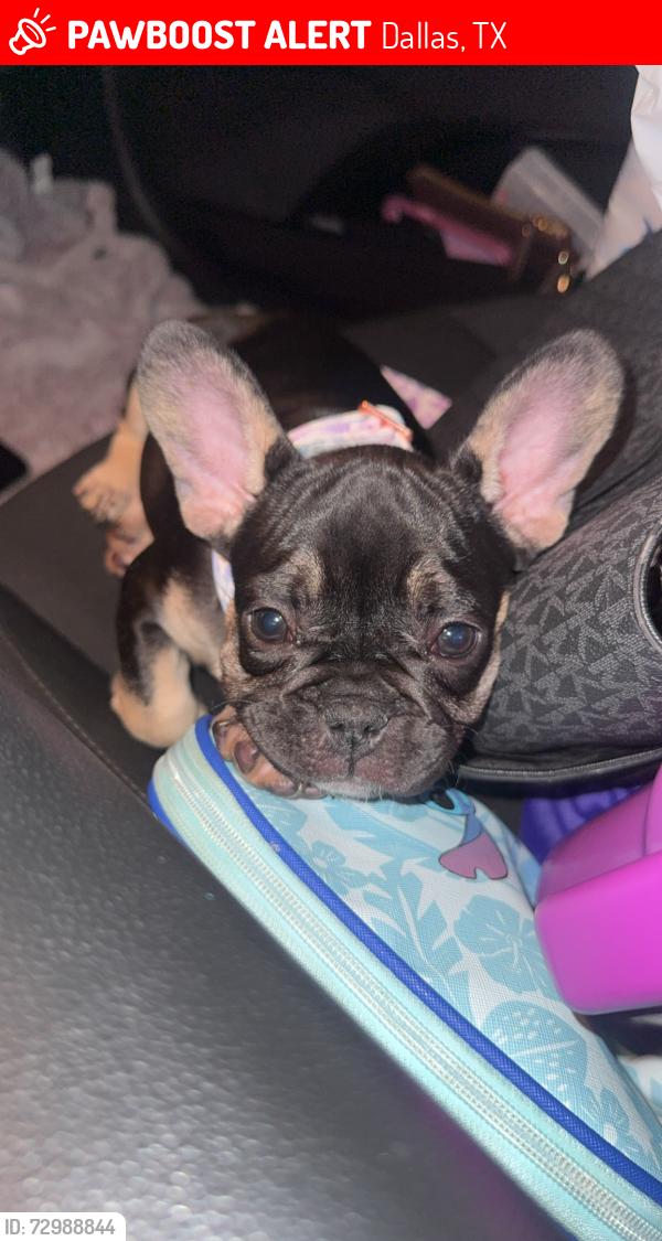 Lost Female Dog last seen harold walker , Dallas, TX 75241