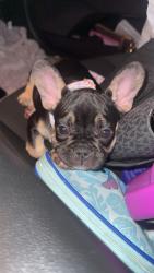Lost Female Dog last seen harold walker , Dallas, TX 75241