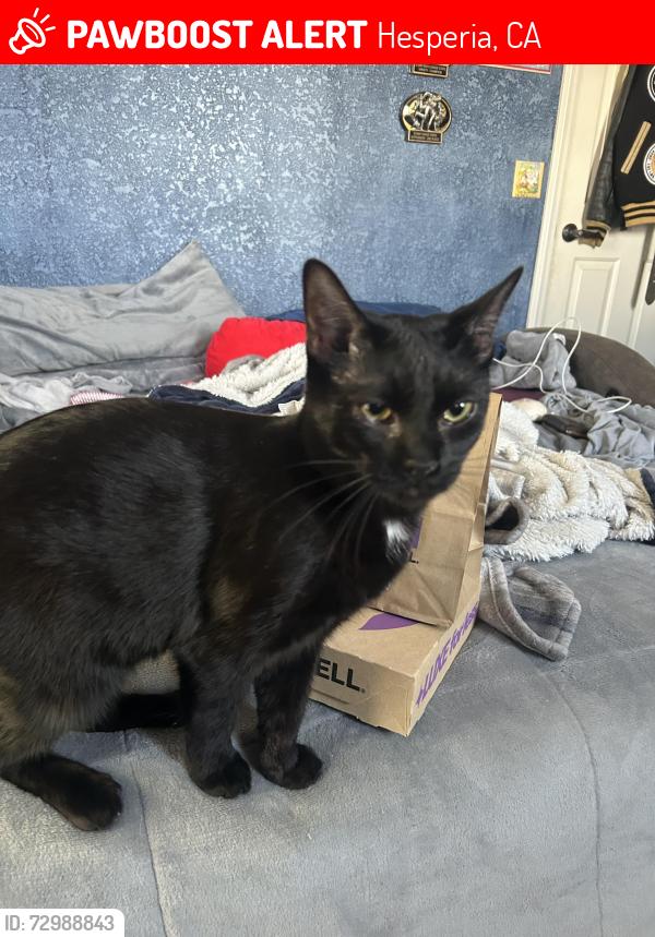 Lost Female Cat last seen near barceo street, alta mesa or anaconda ave, Hesperia, CA 92344