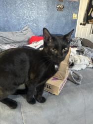Lost Female Cat last seen near barceo street, alta mesa or anaconda ave, Hesperia, CA 92344