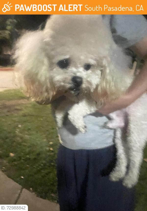 Found/Stray Male Dog last seen South Pasadena Library, South Pasadena, CA 91030