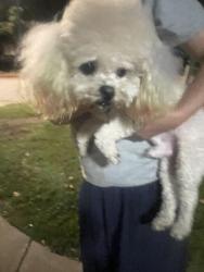 Found/Stray Male Dog last seen South Pasadena Library, South Pasadena, CA 91030