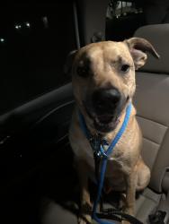 Reunited Male Dog last seen 150th and N. Council Road, Oklahoma City, OK 73013