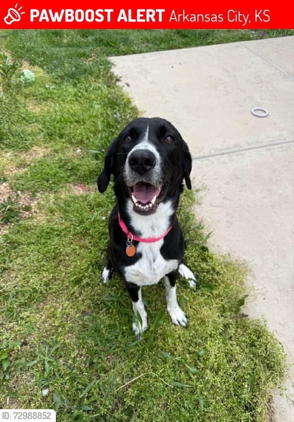 Lost Female Dog last seen E vine and E cedar, Arkansas City, KS 67005