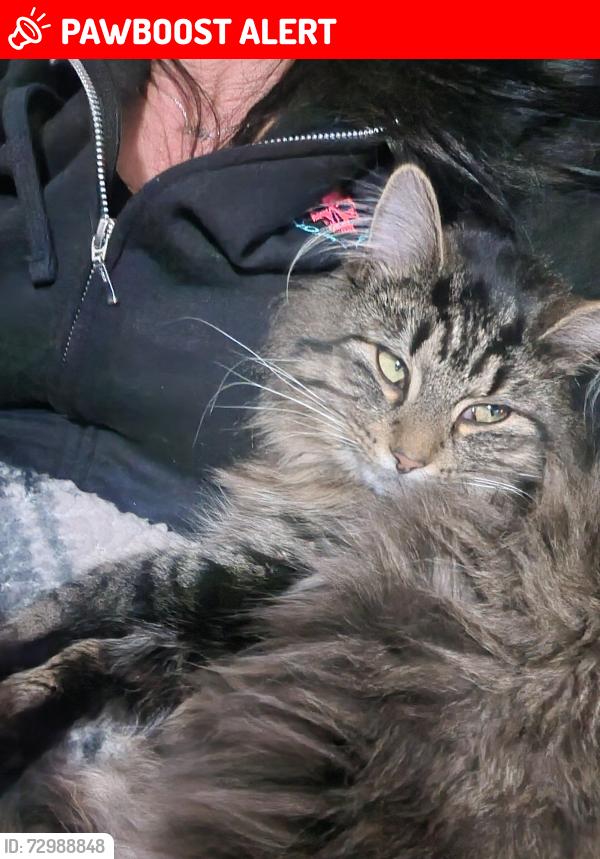 Lost Male Cat last seen Pontiac trail , Orchard Lake Village, MI 48323