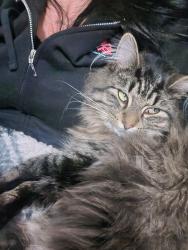 Lost Male Cat last seen Pontiac trail , Orchard Lake Village, MI 48323