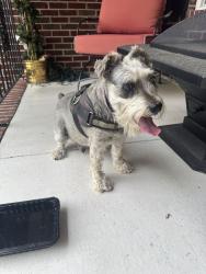 Reunited Male Dog last seen Geranium Dr, Fayetteville, NC 28314, USA, Fayetteville, NC 28314