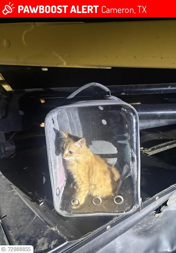 Lost Male Cat last seen Spanish Oak Trail in Cameron TX, Cameron, TX 76520