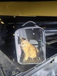 Lost Male Cat last seen Spanish Oak Trail in Cameron TX, Cameron, TX 76520