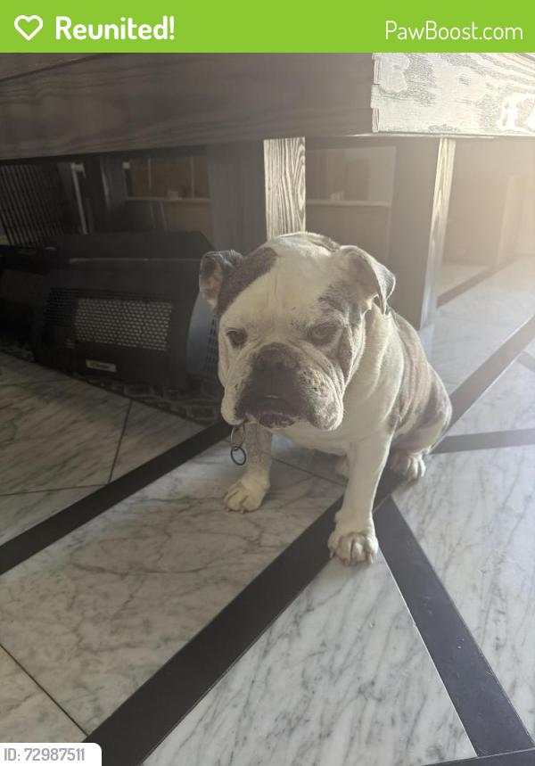 Reunited Male Dog last seen 65th and Wells Springs St, Eastvale, CA 91752