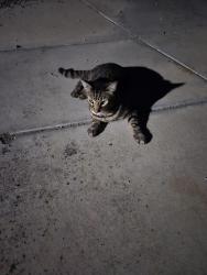 Found/Stray Unknown Cat last seen Seen at bottom of Wells Lane, on 6/8 and 6/9. Extremely friendly but no collar., San Ramon, CA 94582