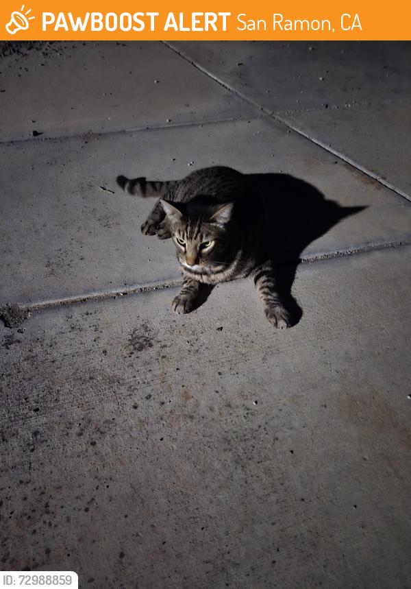 Found/Stray Unknown Cat last seen Seen at bottom of Wells Lane, on 6/8 and 6/9. Extremely friendly but no collar., San Ramon, CA 94582
