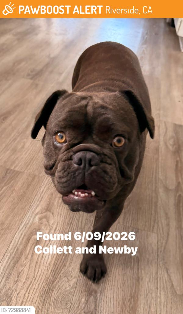 Found/Stray Female Dog last seen Collett & Newby Dr, Riverside, CA 92505