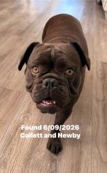 Found/Stray Female Dog last seen Collett & Newby Dr, Riverside, CA 92505