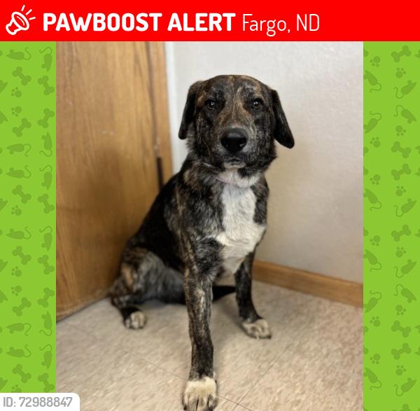 Lost Male Dog last seen big top bingo 9th Ave s Fargo , Fargo, ND 58103