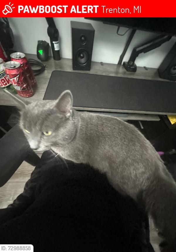 Lost Male Cat last seen Longmeadow Dr, Trenton, MI 48183