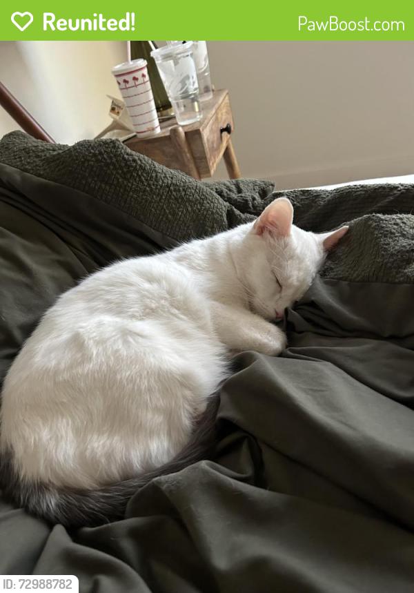 Reunited Male Cat last seen Rainbow and erie, Las Vegas, NV 89179