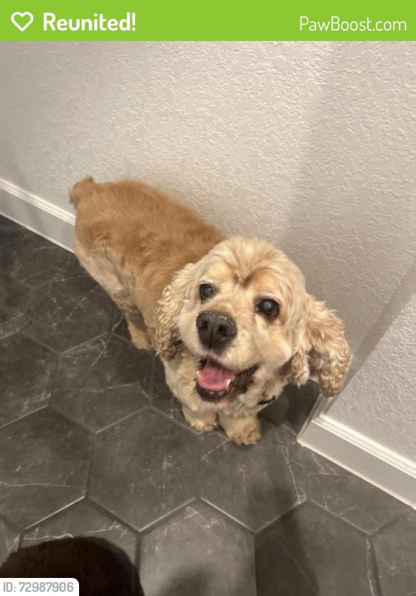 Reunited Male Dog last seen Kinder ranch 78260, San Antonio, TX 78260