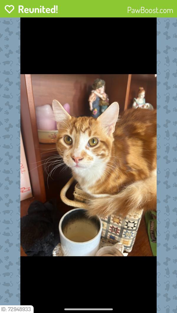 Reunited Male Cat last seen Greenbank st and Illawarra road, Marrickville, NSW 2204