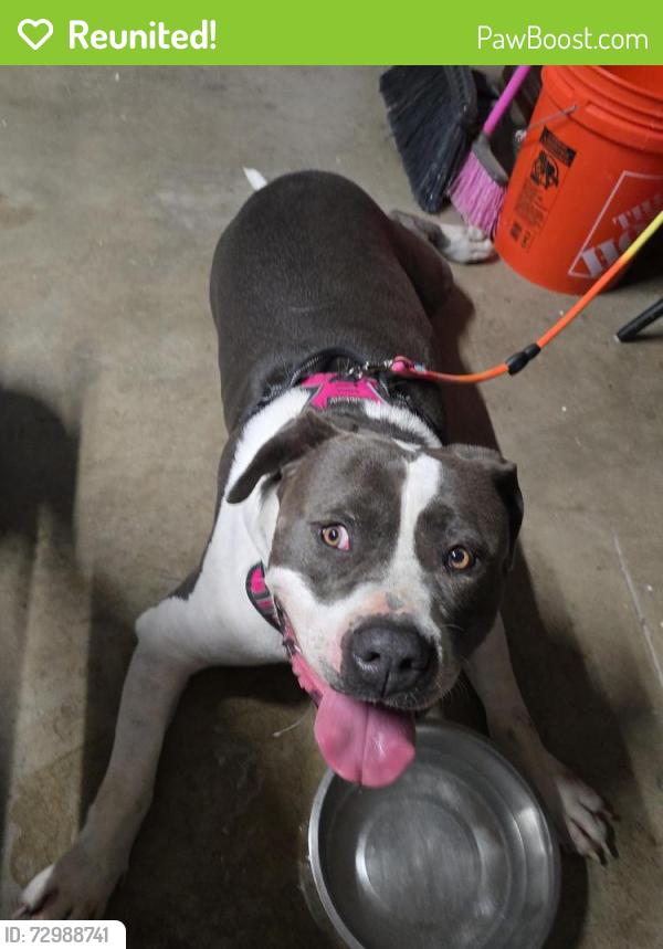 Reunited Male Dog last seen Los soneto and Springford ave SKYLINE 92114 , San Diego, CA 92114
