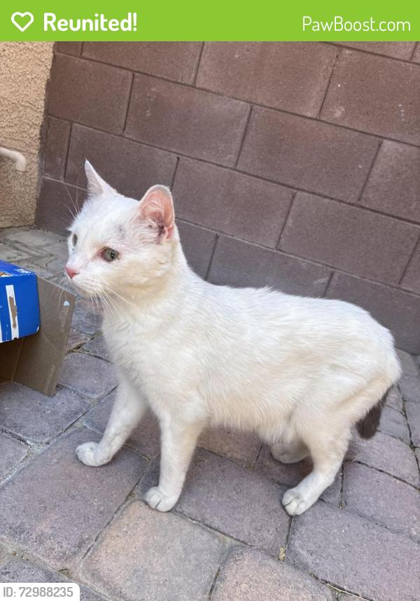 Reunited Male Cat last seen Buffalo and Erie, Enterprise, NV 89141