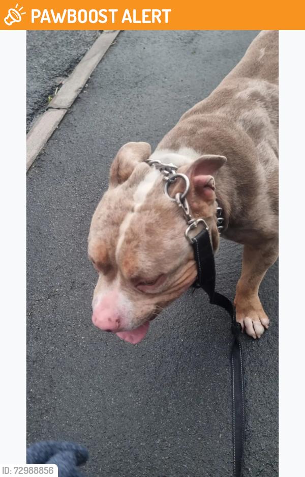 Found/Stray Unknown Dog last seen Shakespeare avenue or melton crescent , Bristol City, England BS7 0EB