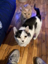 Lost Female Cat last seen Near Av. Alfred-Laliberté, Montréal, QC H3M 1Y5, Montréal, QC H3M 1Y5
