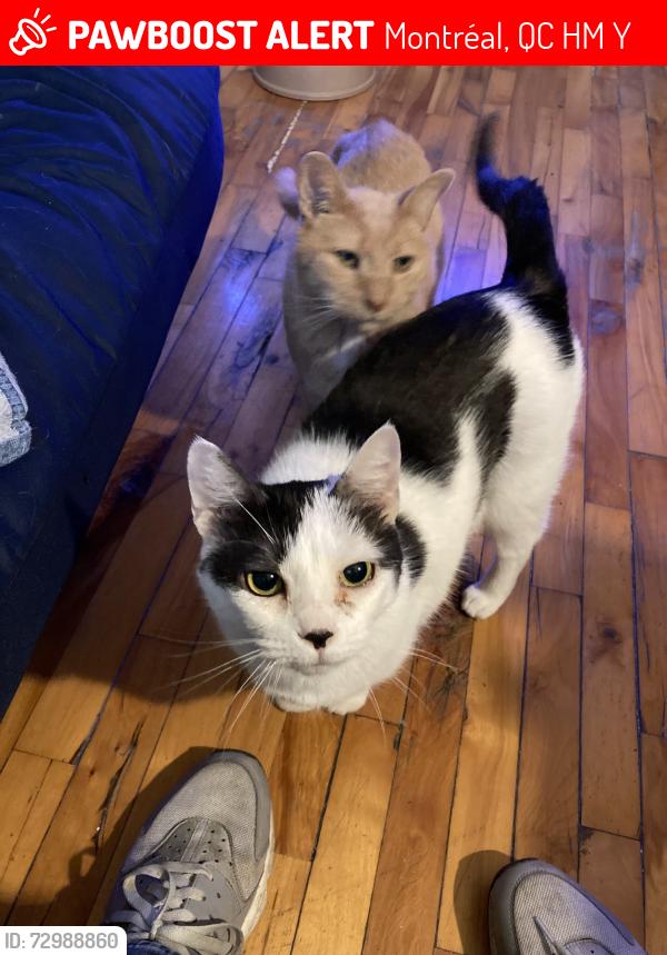 Lost Female Cat last seen Near Av. Alfred-Laliberté, Montréal, QC H3M 1Y5, Montréal, QC H3M 1Y5
