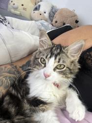 Lost Female Cat last seen Everwoods Close , Calgary, AB T2Y