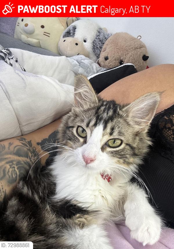 Lost Female Cat last seen Everwoods Close , Calgary, AB T2Y
