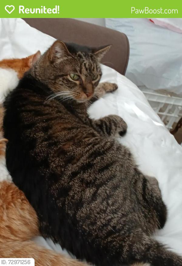 Reunited Female Cat last seen Keefer, Kyle Texas, Kyle, TX 78640