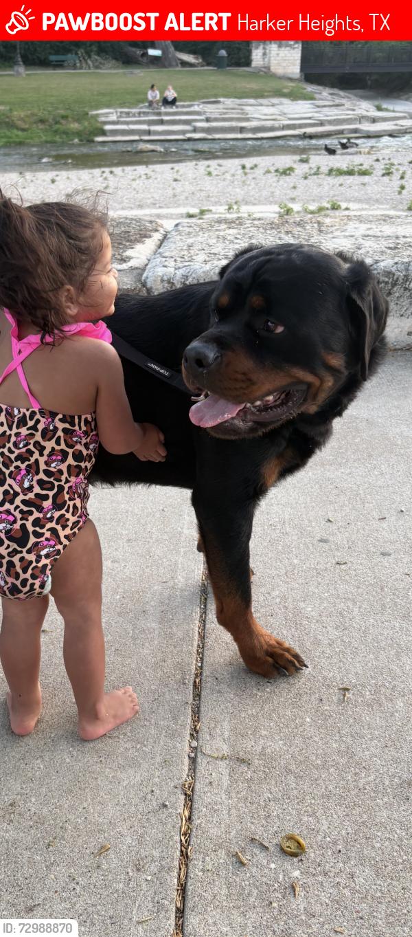 Lost Male Dog last seen Preswick Cir and Nola Ruth, Harker Heights, TX 76548