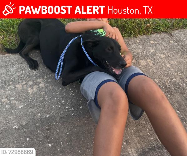 Lost Male Dog last seen Lynette’s falls , Houston, TX 77095
