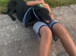 Lost Male Dog last seen Lynette’s falls , Houston, TX 77095