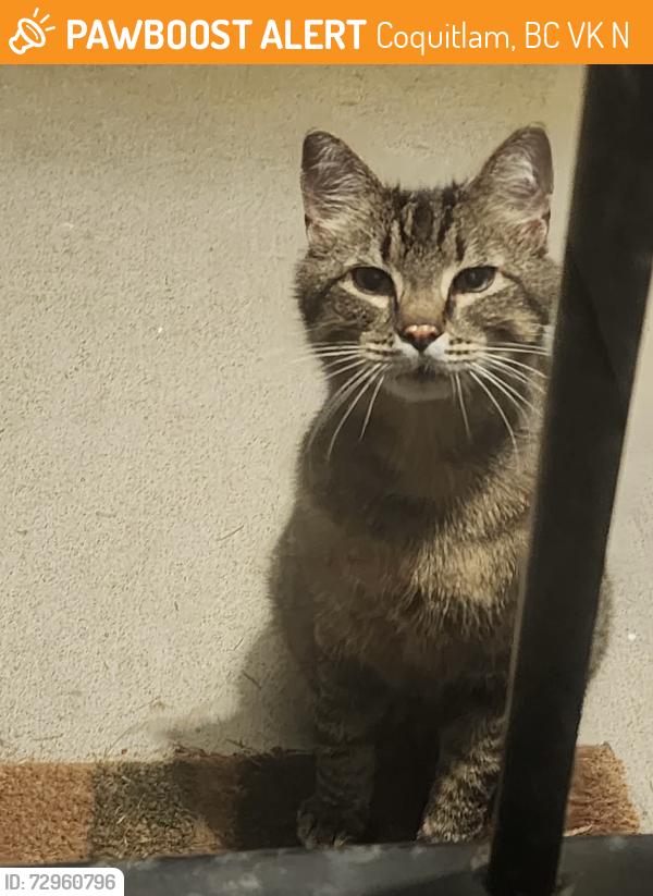 Found/Stray Unknown Cat last seen Mundy Road elementary field, Coquitlam, BC V3K 5N1