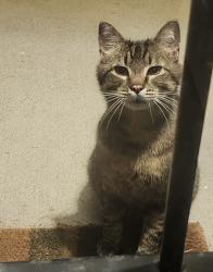 Found/Stray Unknown Cat last seen Mundy Road elementary field, Coquitlam, BC V3K 5N1