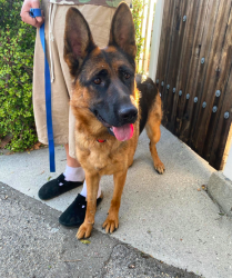 Reunited Female Dog last seen Wentworth and McBroom, Los Angeles, CA 91040