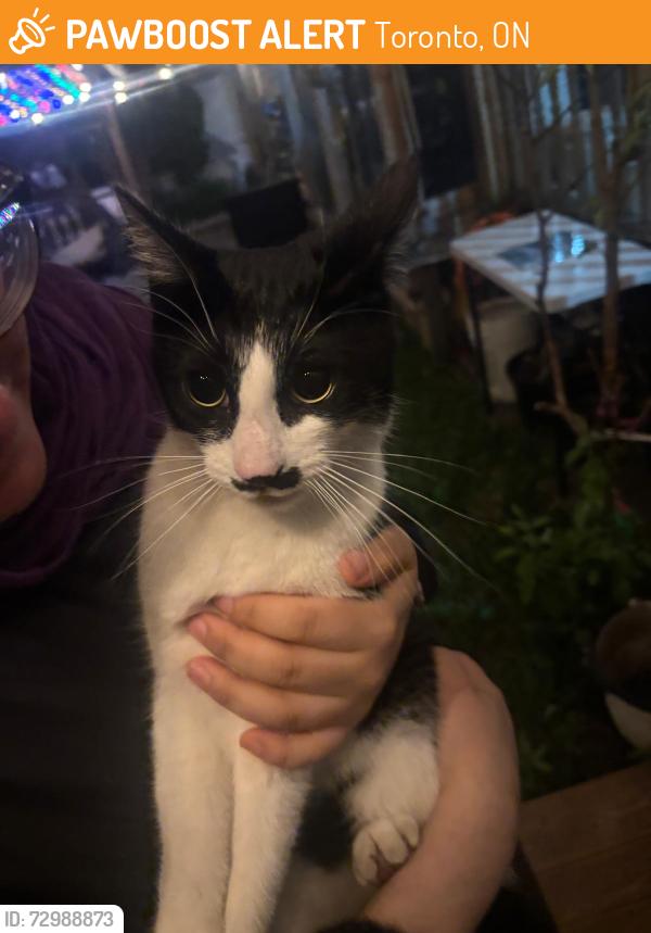 Found/Stray Female Cat last seen Birchmount, Toronto, ON 
