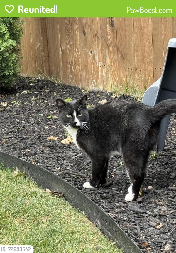 Reunited Unknown Cat last seen McMillan and Eagle rd , Boise, ID 83713