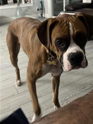 Reunited Male Dog last seen Lake view , Chandler, AZ 85225