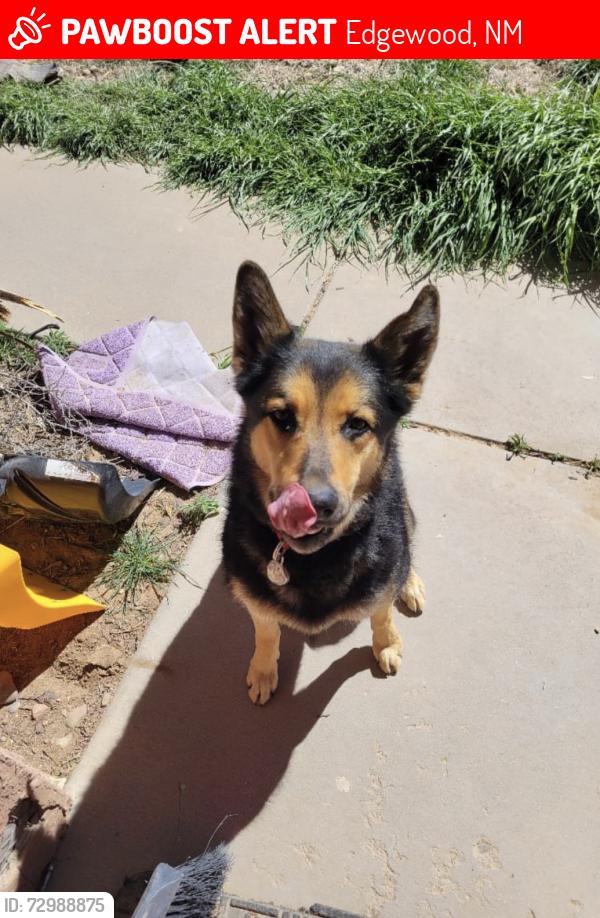 Lost Female Dog last seen Near Walmart, Edgewood, NM 87015
