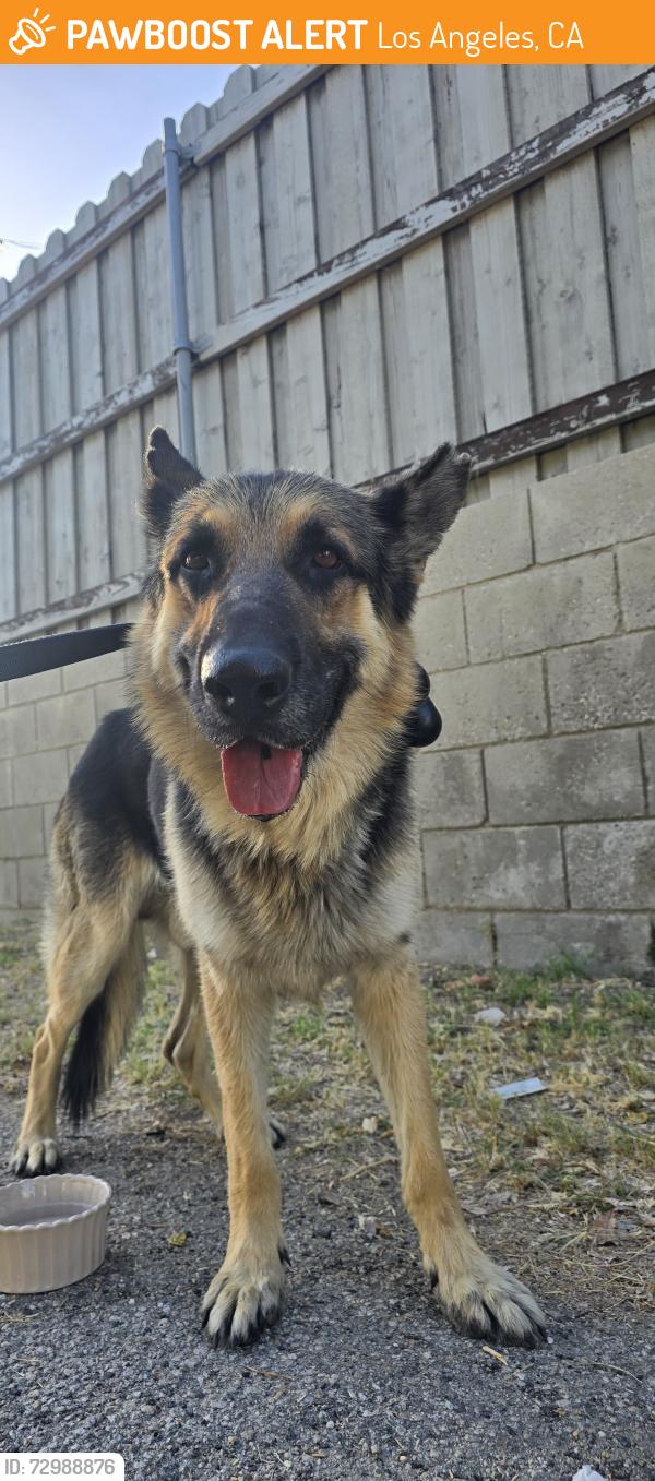Found/Stray Male Dog last seen Near Flanders St and Shoshone Ave, Granada Hills , Los Angeles, CA 91344
