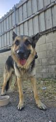 Found/Stray Male Dog last seen Near Flanders St and Shoshone Ave, Granada Hills , Los Angeles, CA 91344