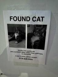 Found/Stray Female Cat last seen South Pasadena, South Pasadena, CA 91030