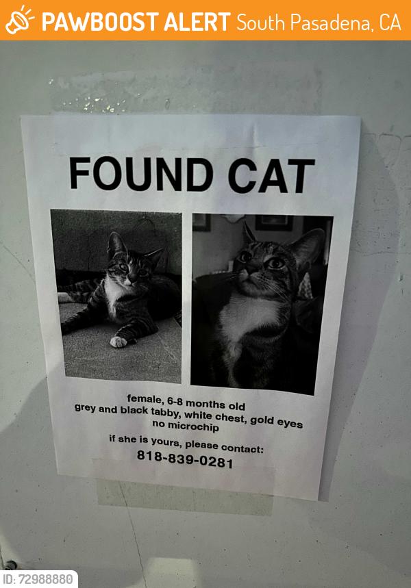Found/Stray Female Cat last seen South Pasadena, South Pasadena, CA 91030